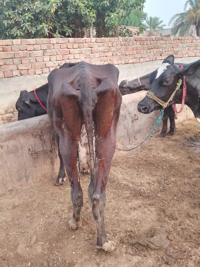 2 cholistani bachy, 2 Australian cows  — photo 2