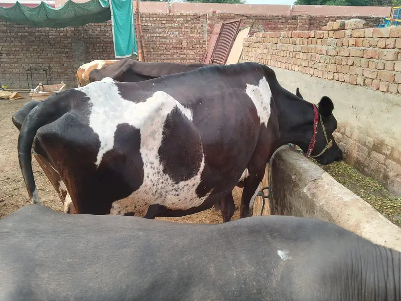 2 cholistani bachy, 2 Australian cows  — photo 3