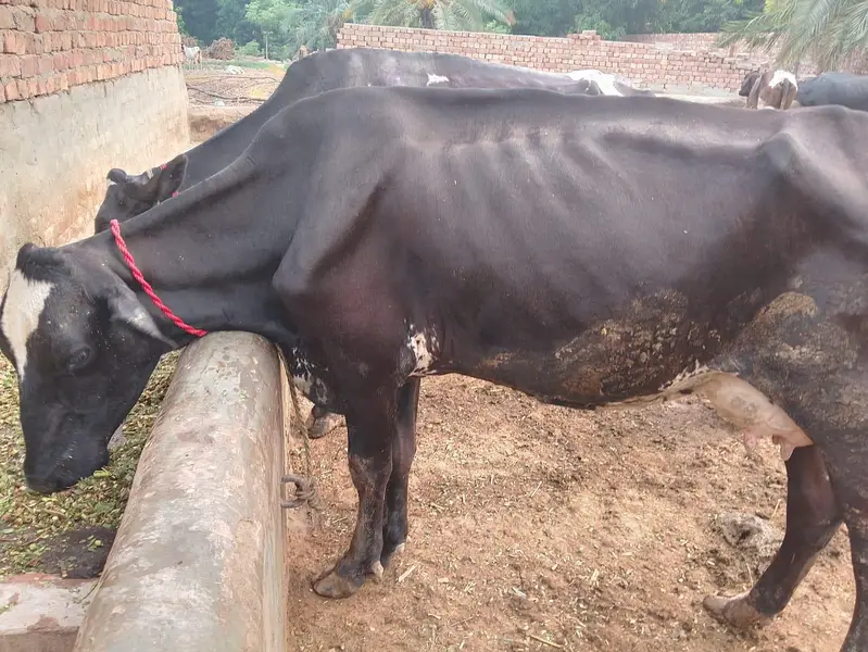 2 cholistani bachy, 2 Australian cows  — photo 4