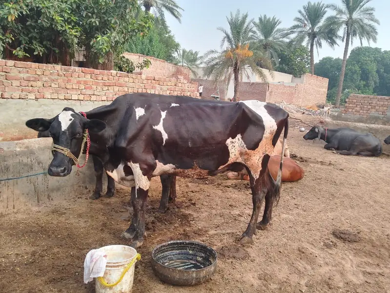 2 cholistani bachy, 2 Australian cows  — photo 5