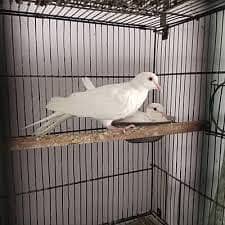 White khumray
