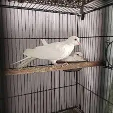 White khumray