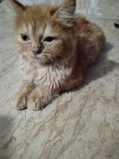 2 female semi Persian kittens