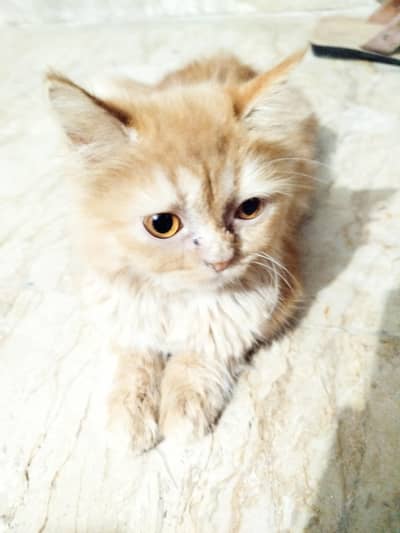 2 female semi Persian kittens