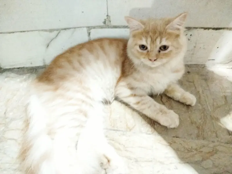 2 female semi Persian kittens — photo 3