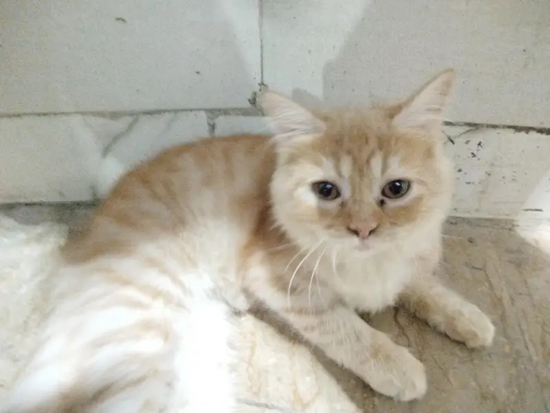 2 female semi Persian kittens — photo 4