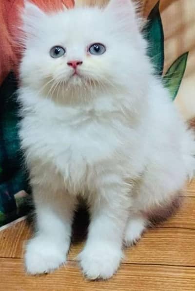 Persian cat baby and triple coated and 2 Month old