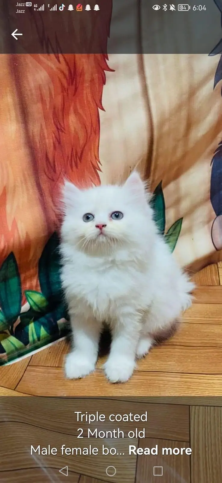 Persian cat baby and triple coated and 2 Month old — photo 2