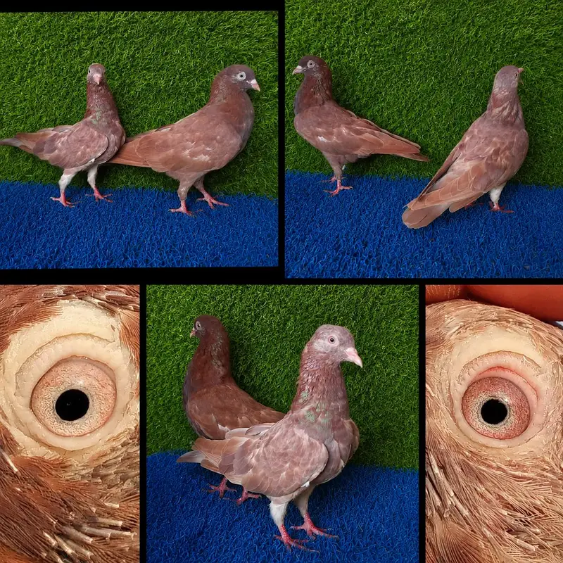 tedi, golden, ferozpuri ,indian surkhy . . 10pairs. 03201447384