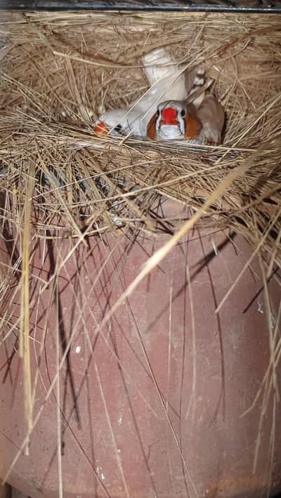 Finch Breeder pair
