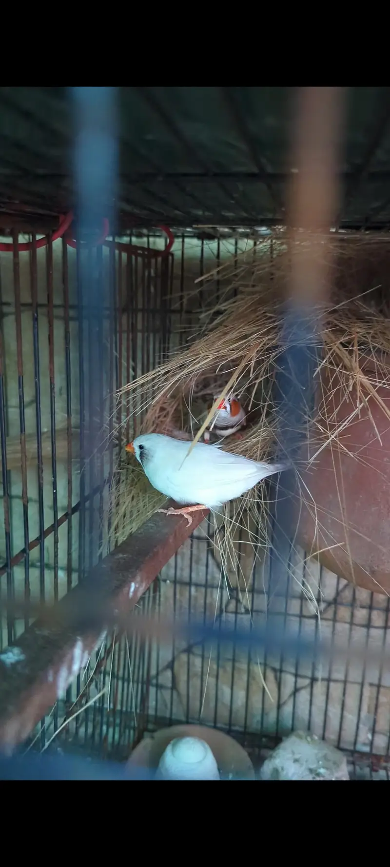 Finch Breeder pair — photo 2