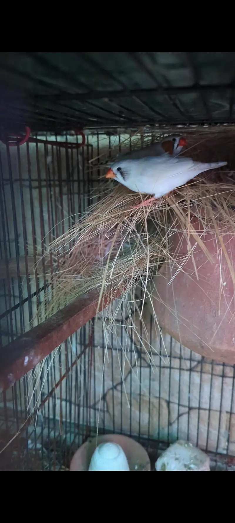 Finch Breeder pair — photo 3