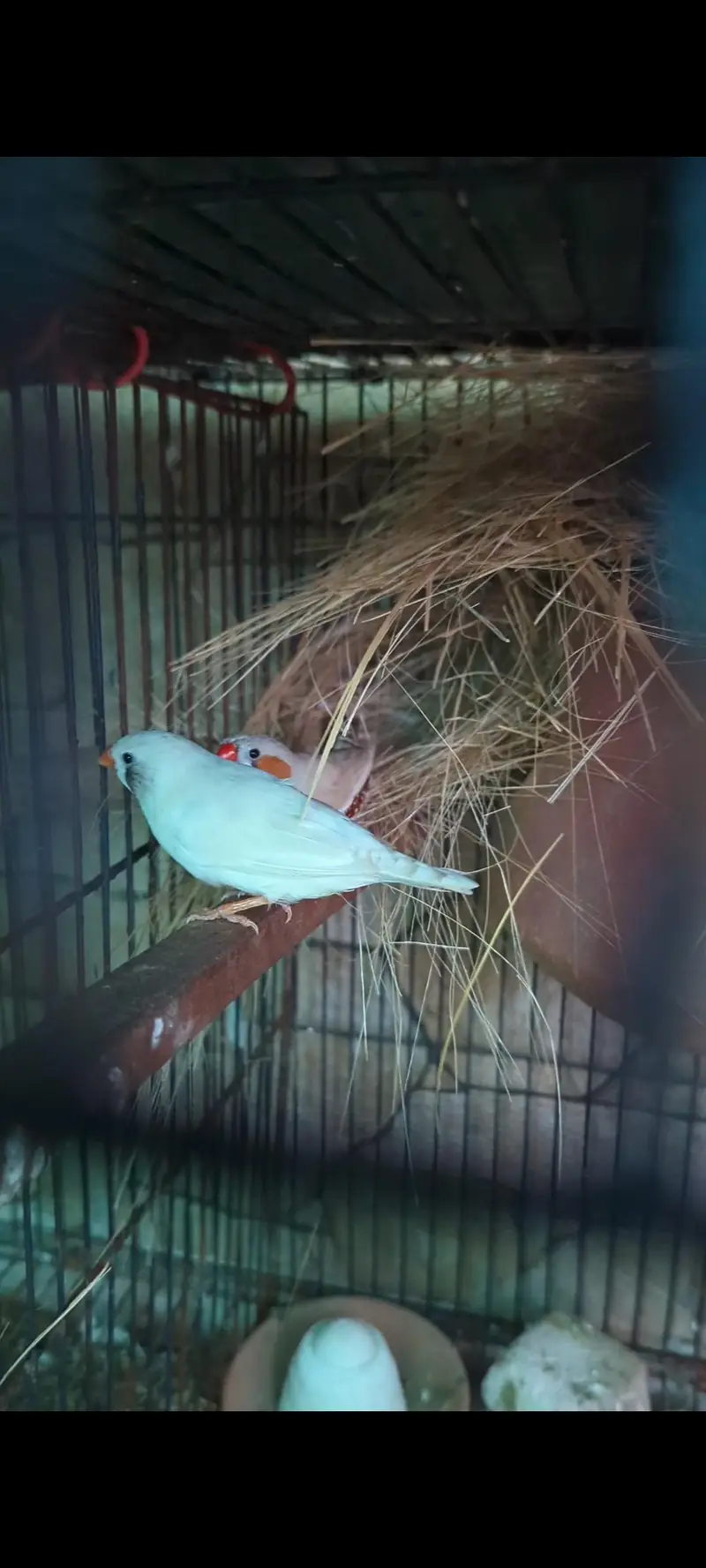 Finch Breeder pair — photo 4