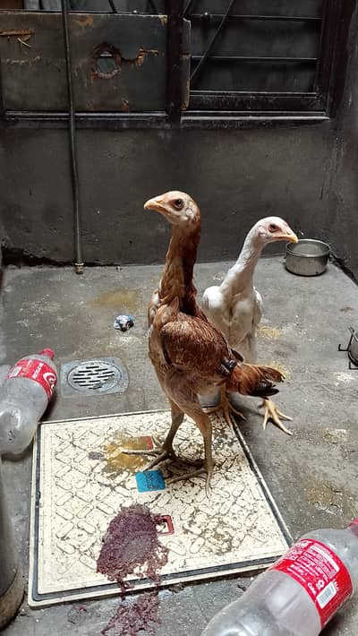 ASEEL chicks for sale