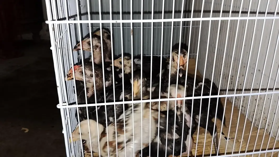 ASEEL chicks for sale — photo 2