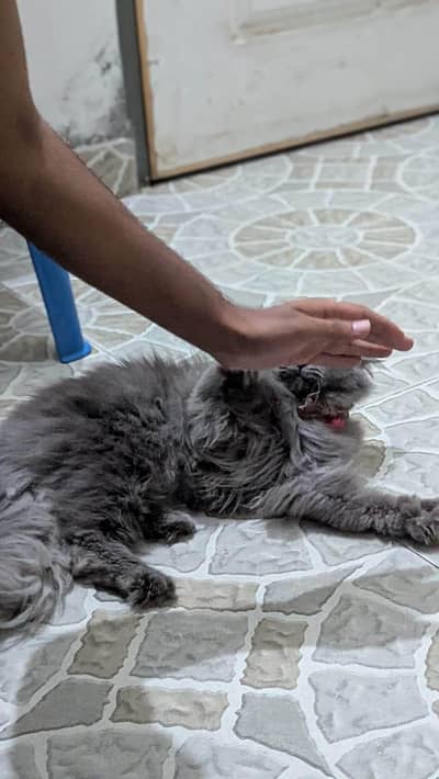 cat kaloo