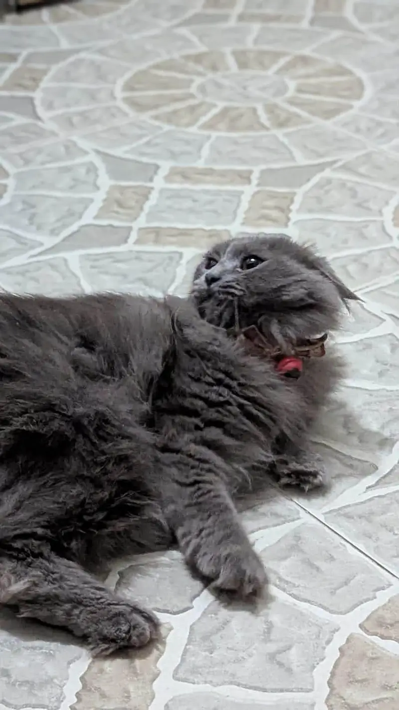 cat kaloo — photo 2