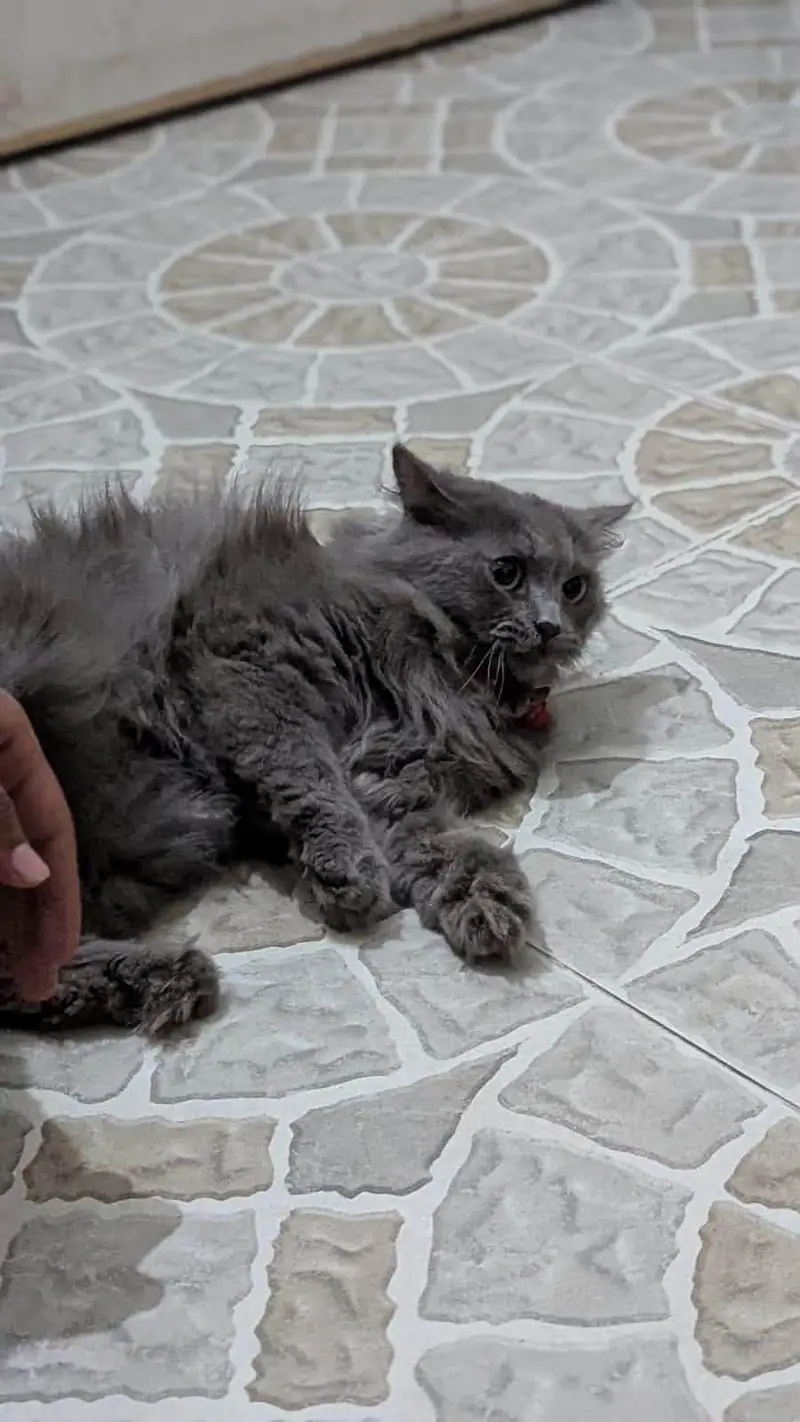 cat kaloo — photo 3