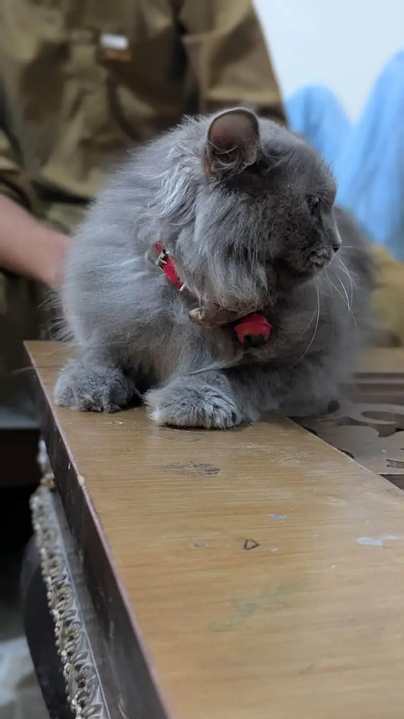 cat kaloo — photo 4