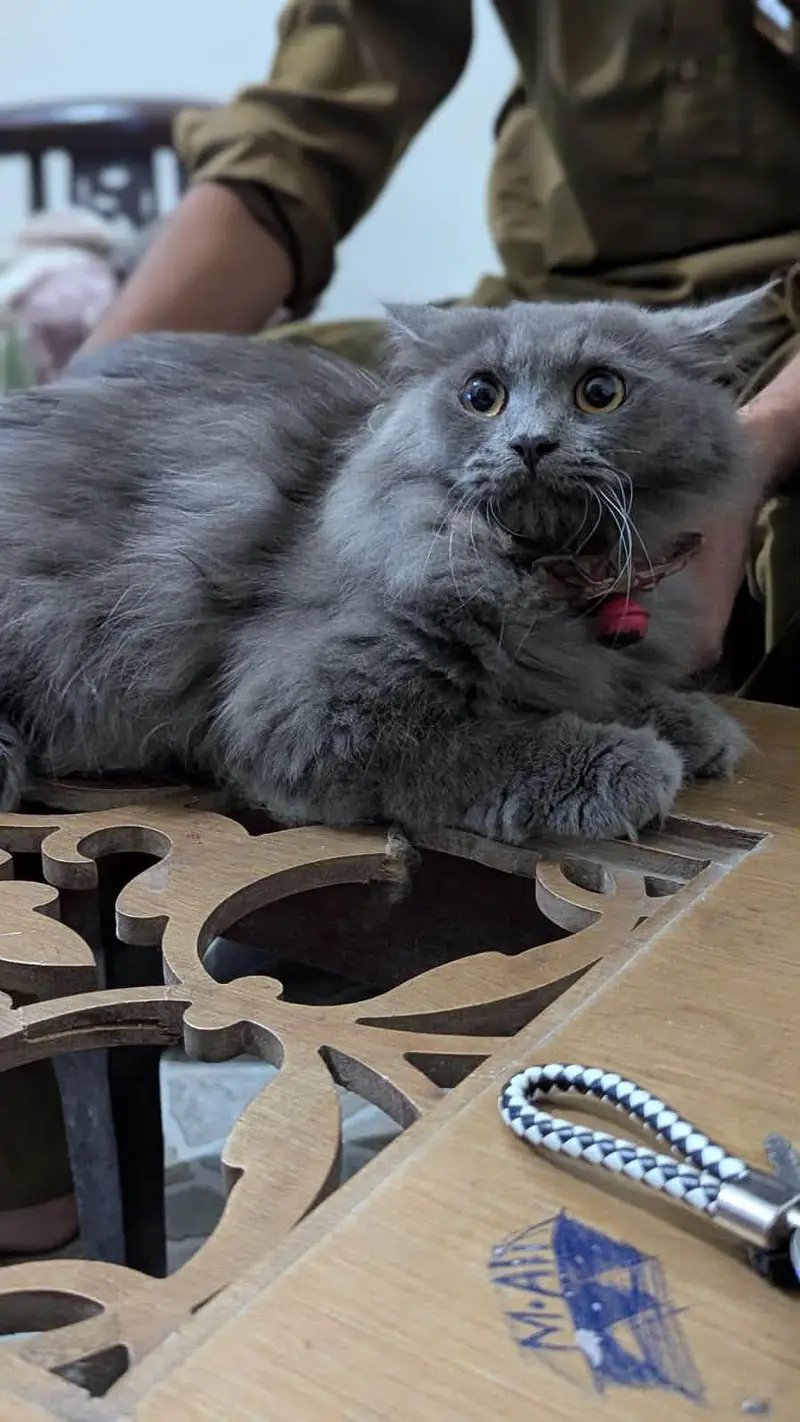 cat kaloo — photo 6