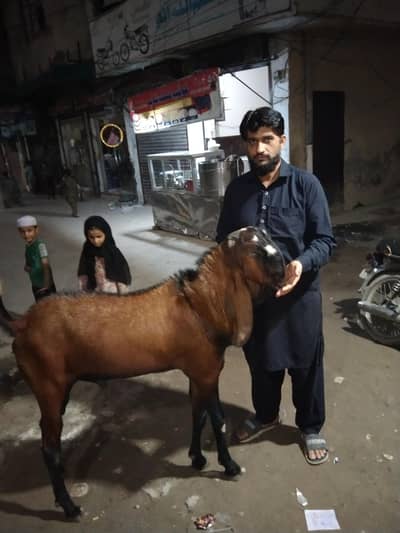 Bakra