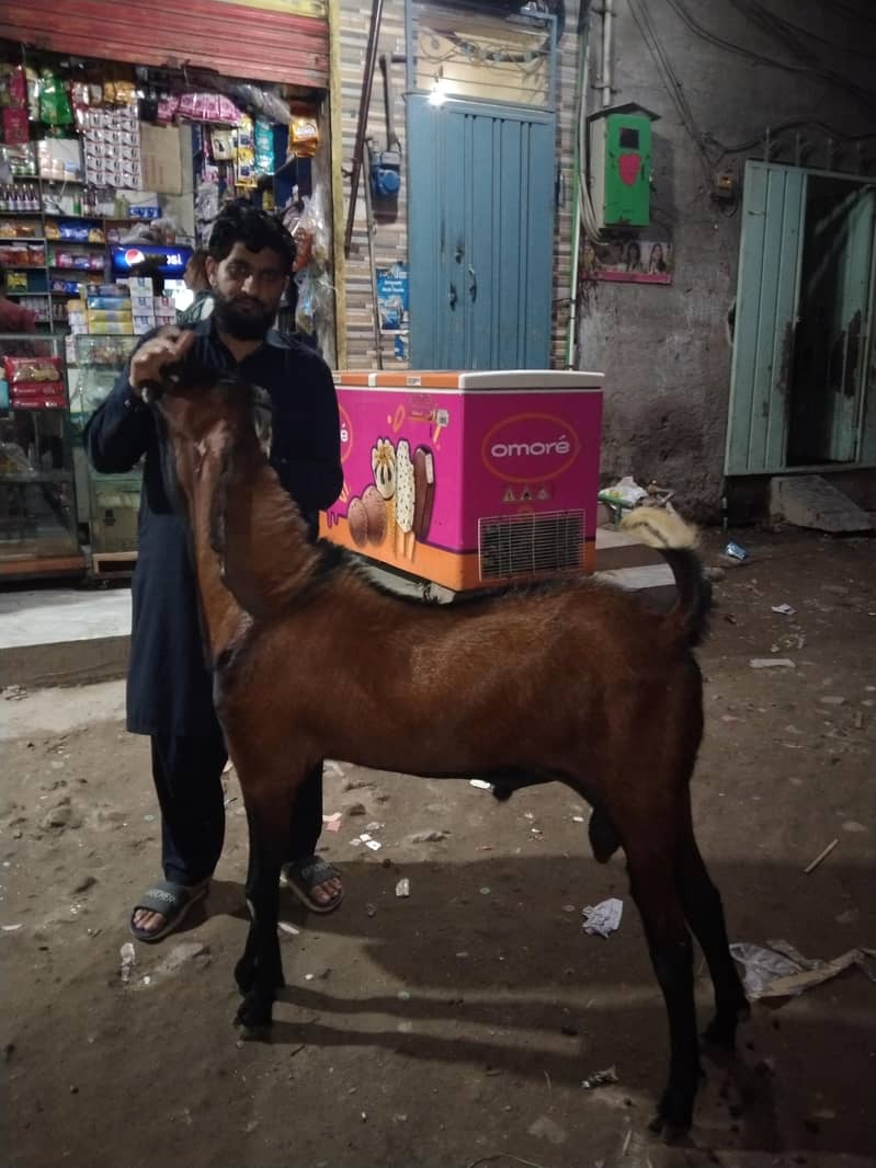 Bakra 2