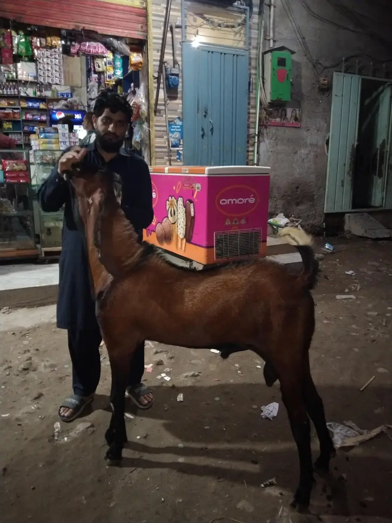 Bakra — photo 3