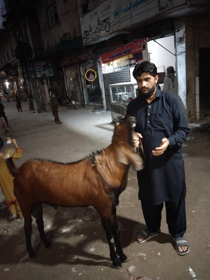 Bakra 3