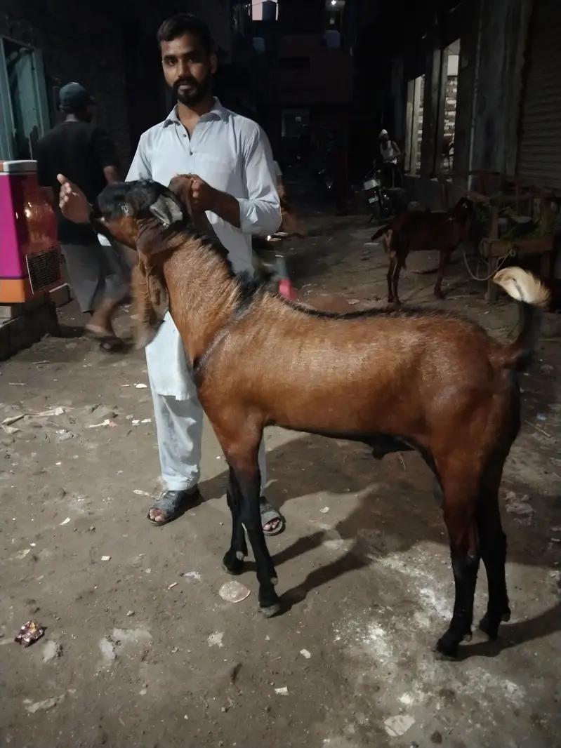 Bakra — photo 7