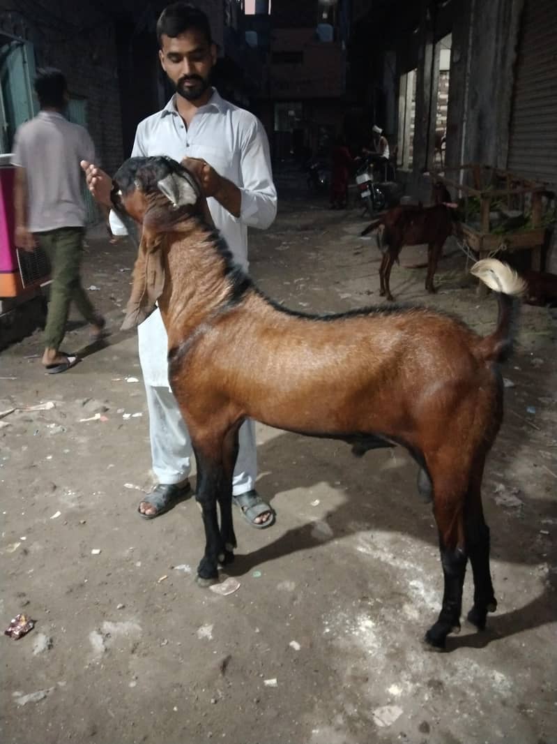 Bakra 7