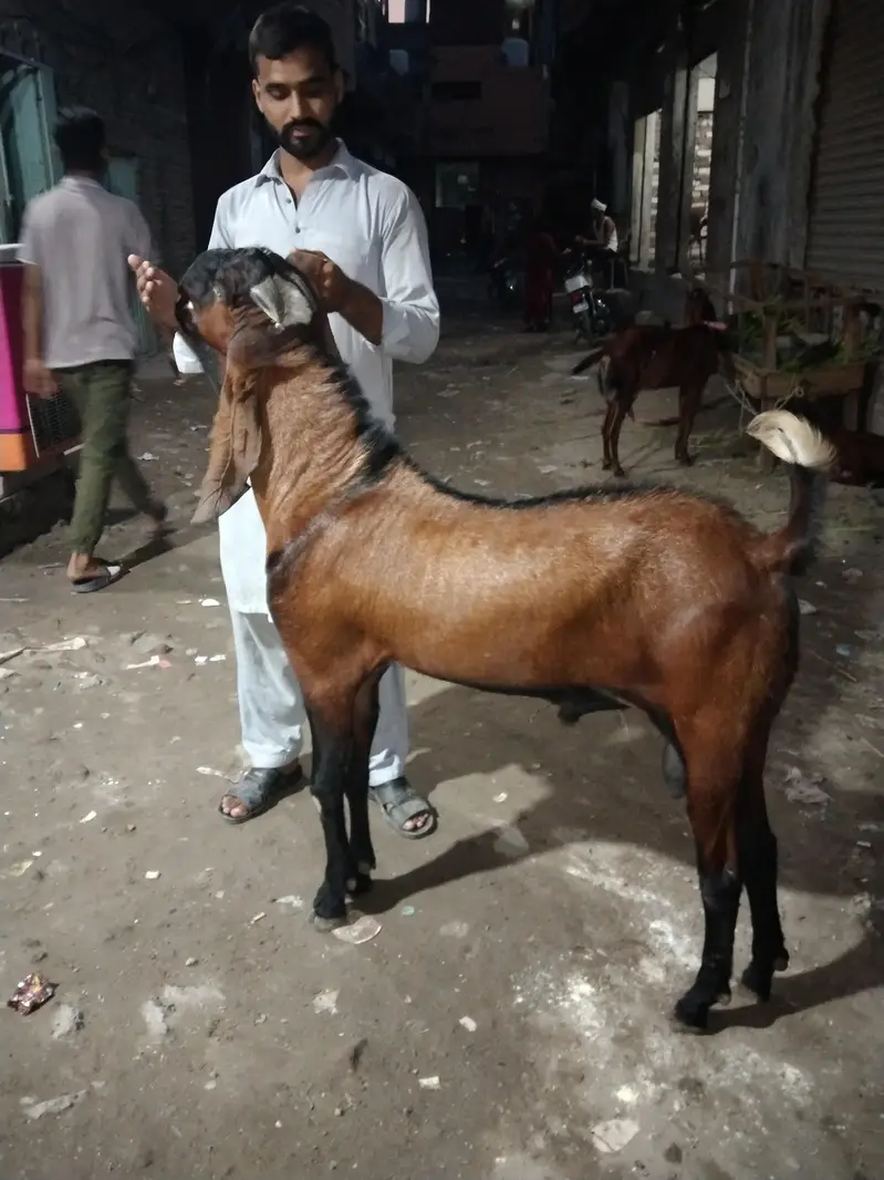Bakra — photo 8