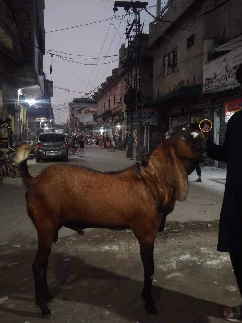 Bakra 8