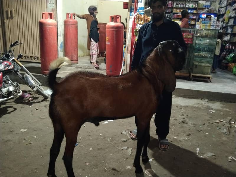 Bakra 9