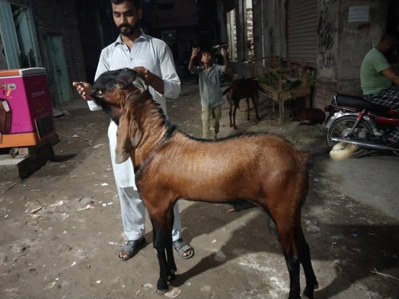 Bakra 10