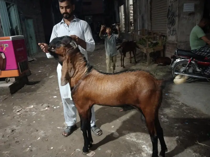 Bakra — photo 11