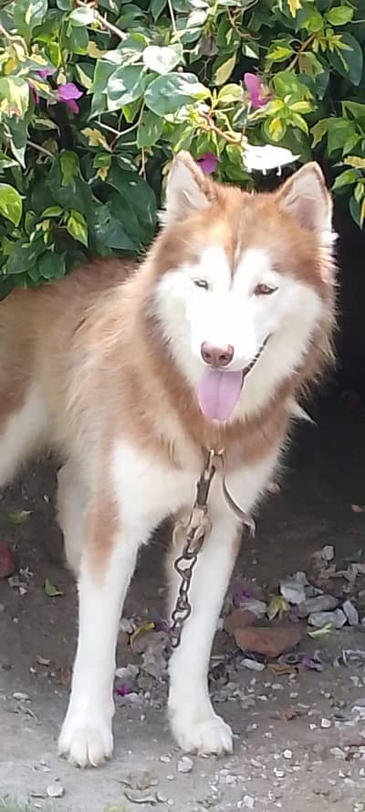 Husky male for sale