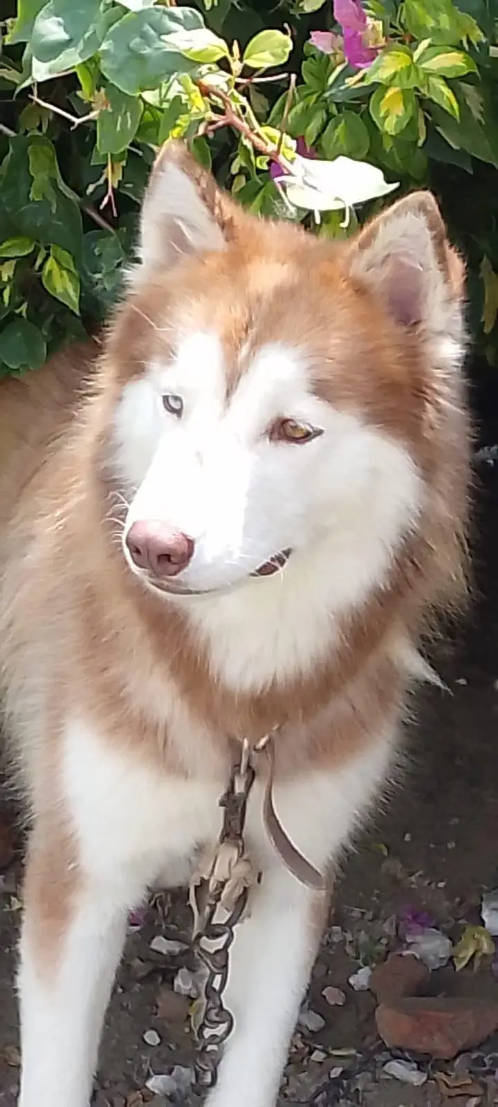 Husky male for sale — photo 2