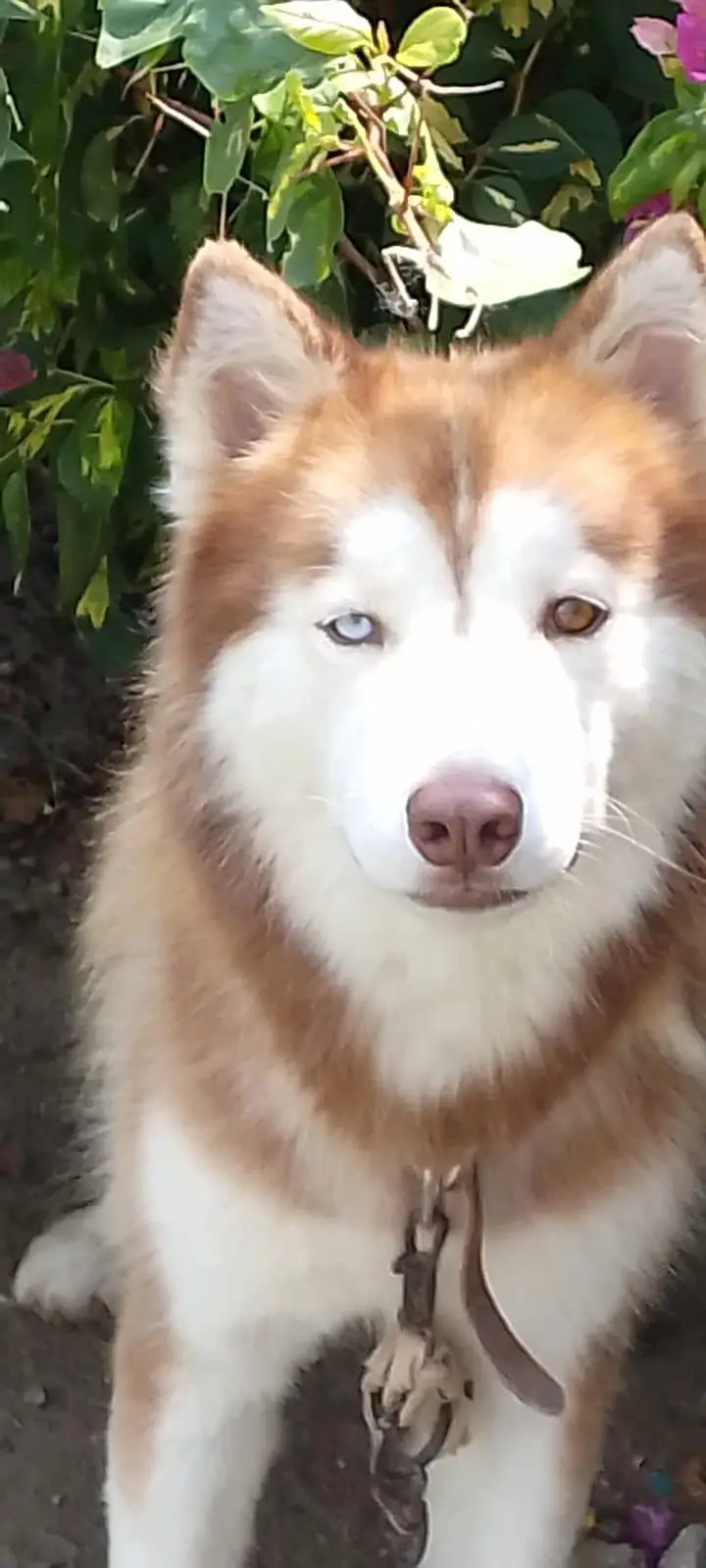 Husky male for sale — photo 3