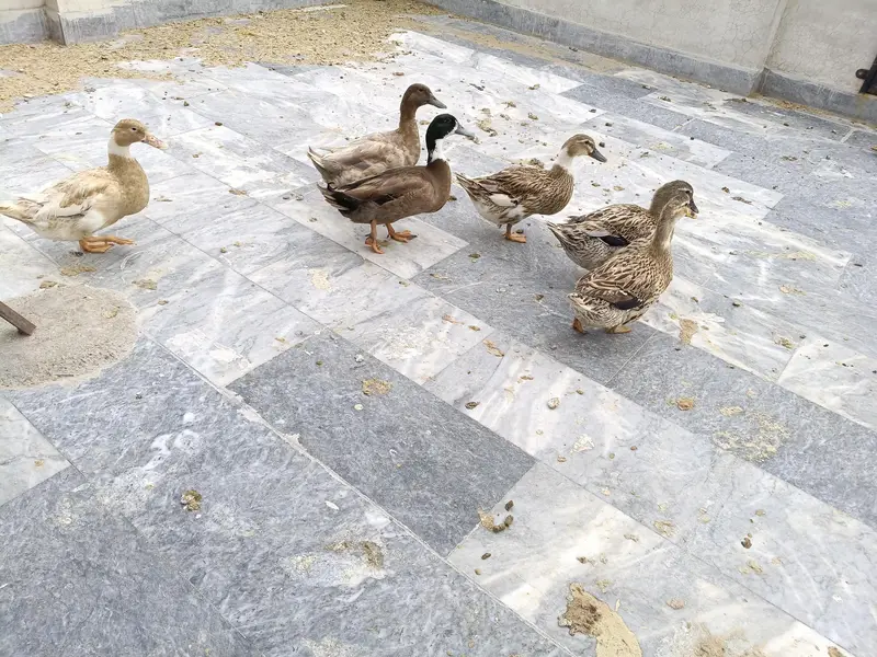 egg layying ducks for sale — photo 2