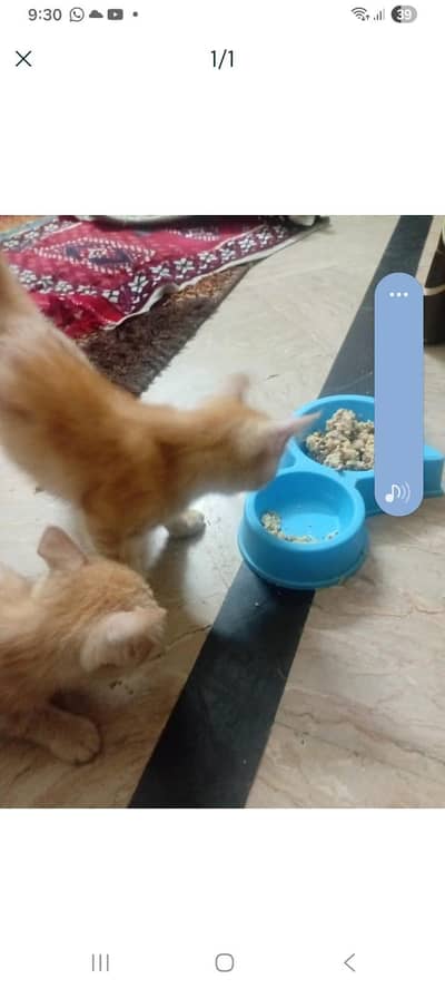 cats for sale