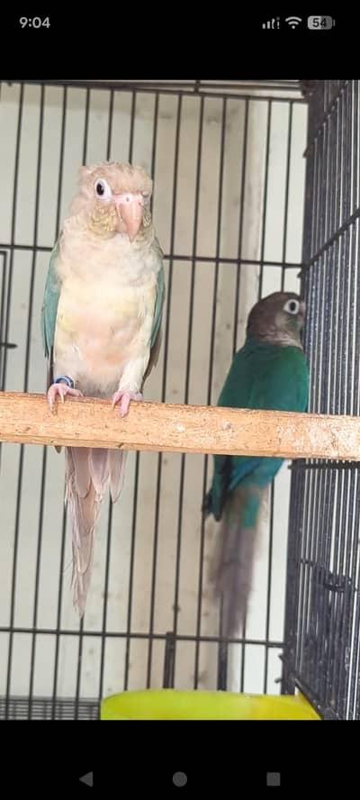 Blue turquoise X blue Cenimon pair available