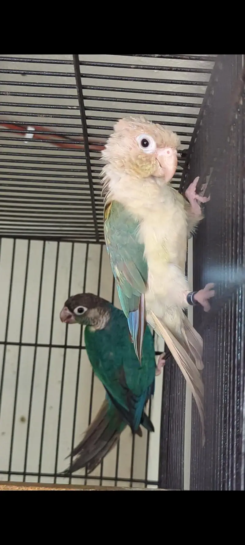Blue turquoise X blue Cenimon pair available — photo 2