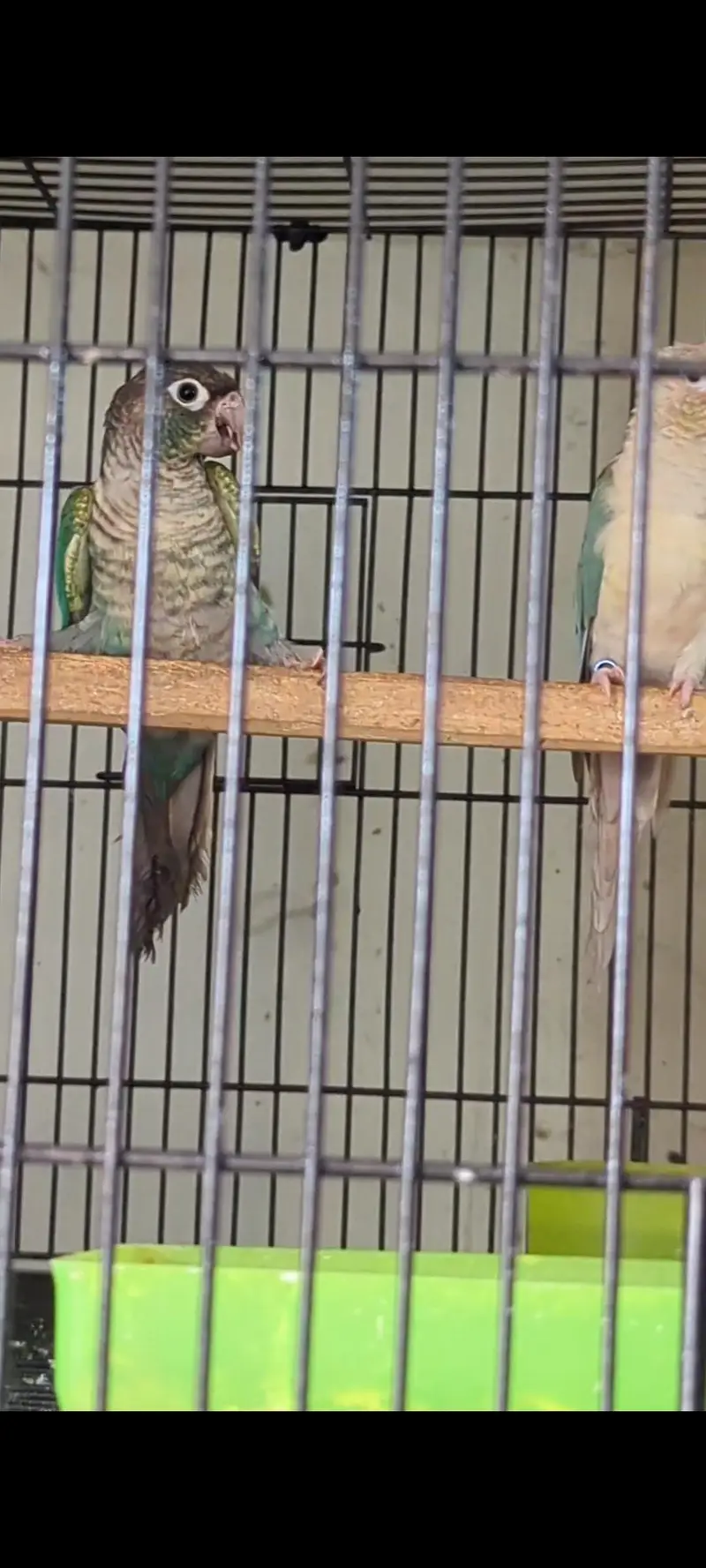 Blue turquoise X blue Cenimon pair available — photo 3