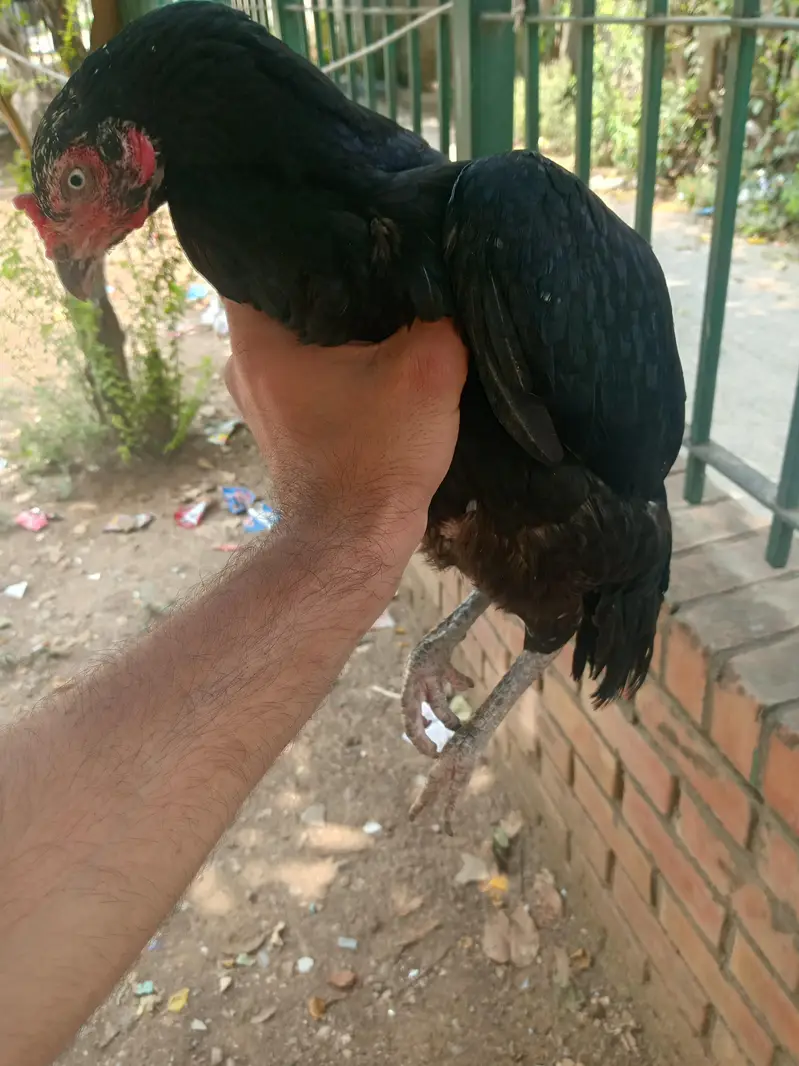 Aseel Mainwali — photo 2