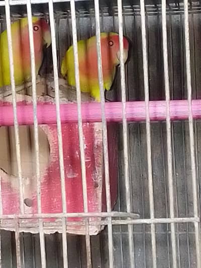 SALE AUSTRALIANS    LOVE BIRDS