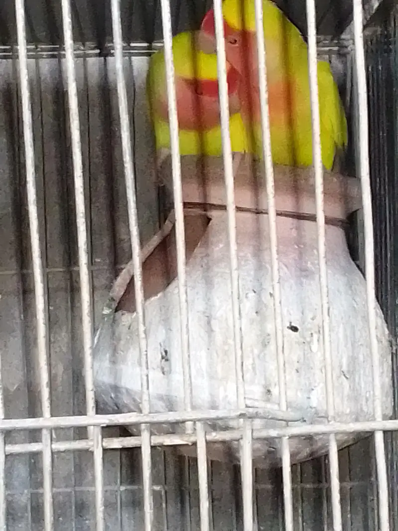 SALE AUSTRALIANS    LOVE BIRDS — photo 2