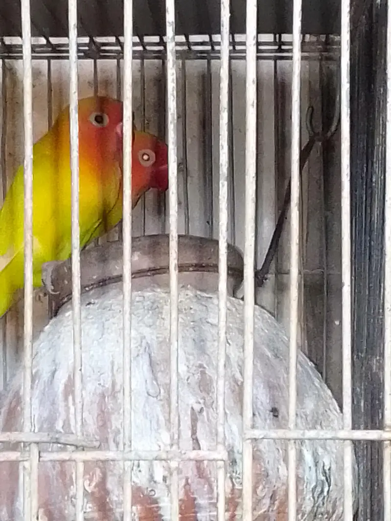SALE AUSTRALIANS    LOVE BIRDS — photo 3