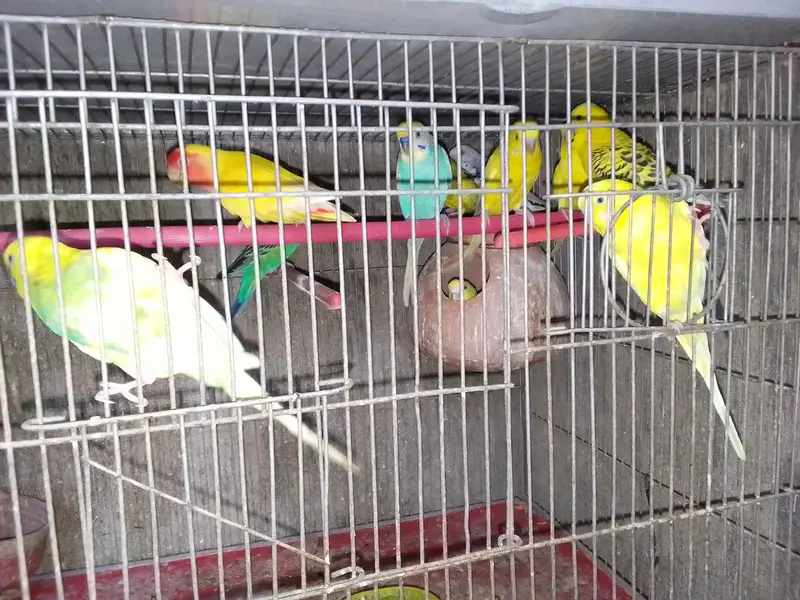 SALE AUSTRALIANS    LOVE BIRDS — photo 4
