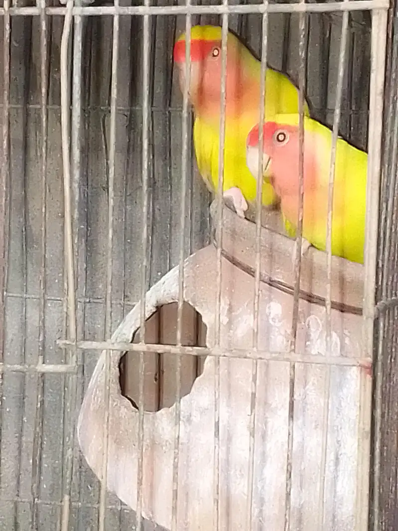 SALE AUSTRALIANS    LOVE BIRDS — photo 5