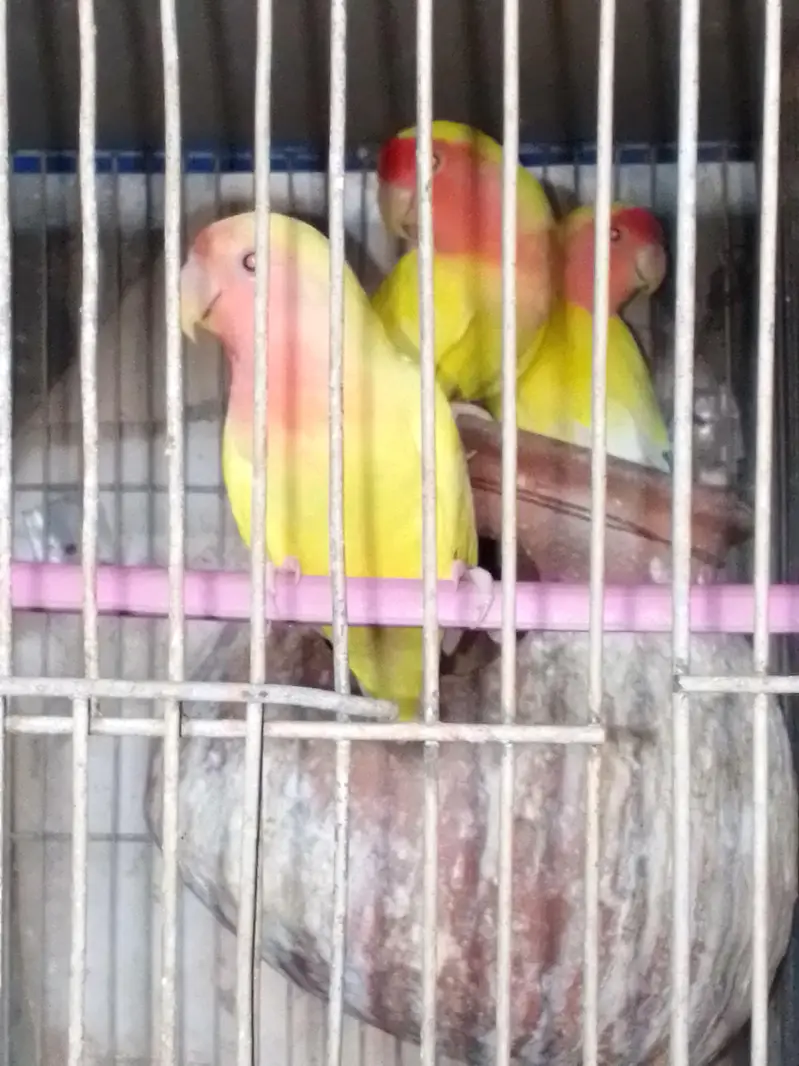 SALE AUSTRALIANS    LOVE BIRDS — photo 6